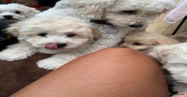 Maltipoo dogs - Advert 2