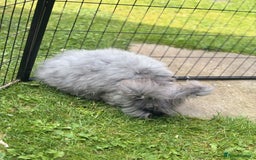 Angora rabbits for sale: female angora ready now  - Image 6