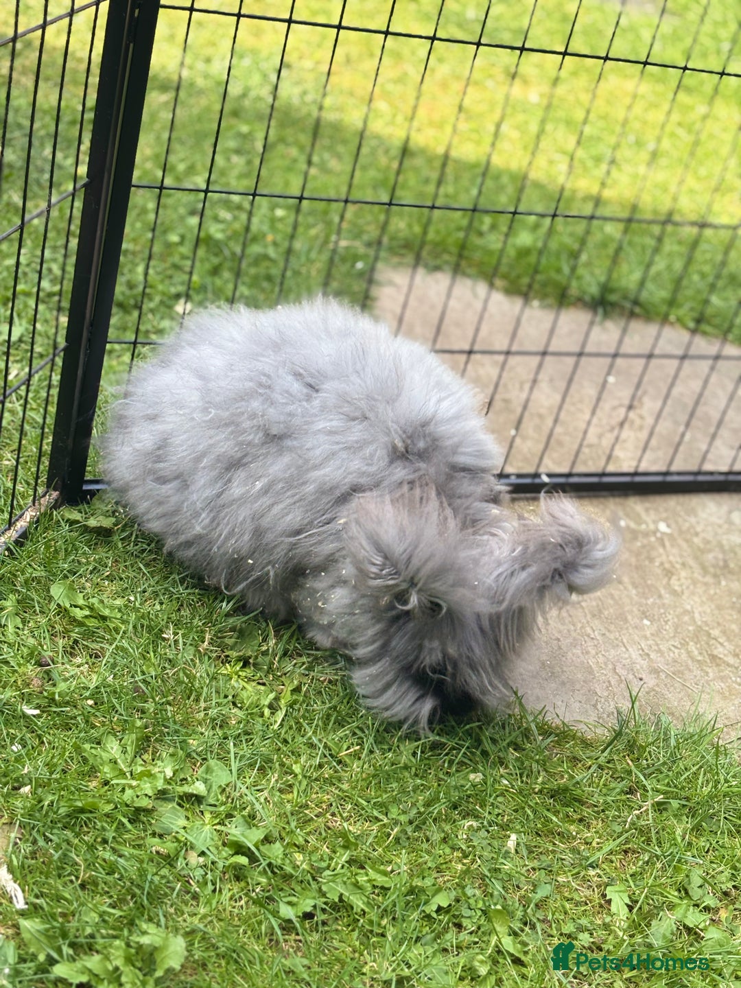 Angora rabbits for sale: female angora ready now  - Image 6