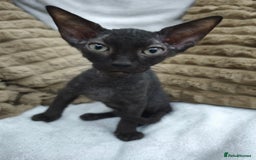 Sphynx cats for sale: Mixed sphynx kittens for sale  - Image 5