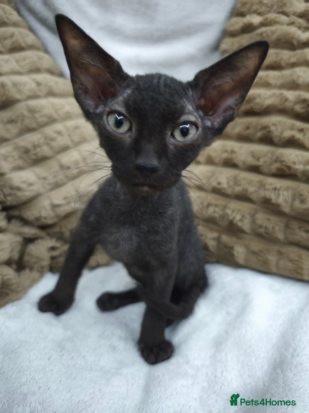 Sphynx cats for sale: Mixed sphynx kittens for sale  - Image 5