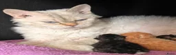 Selkirk Rex cats for sale: Selkirk Rex  - Advert 3