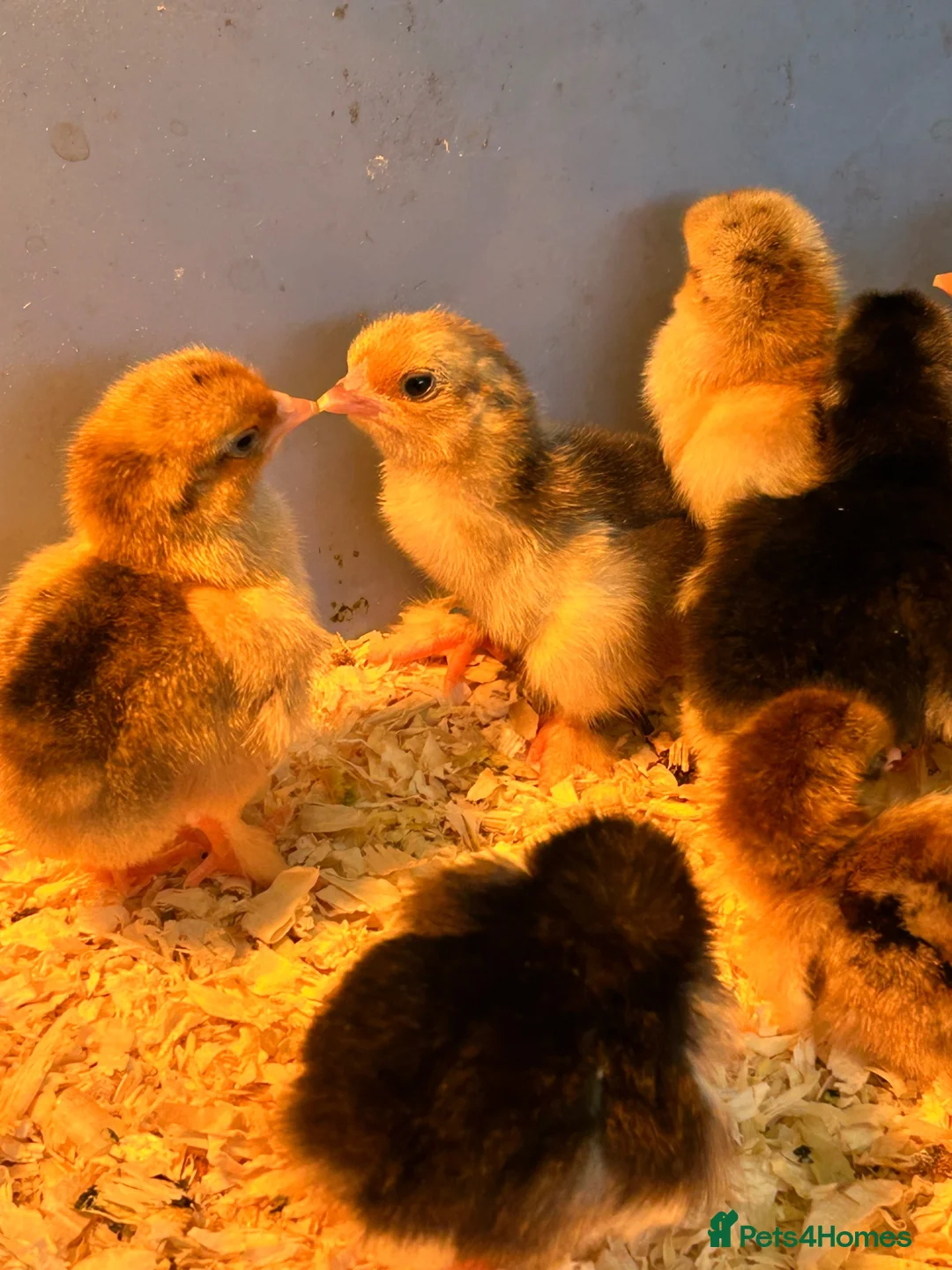 Chickens poultry for sale: Pekin Bantam Chicks  - Advert 2
