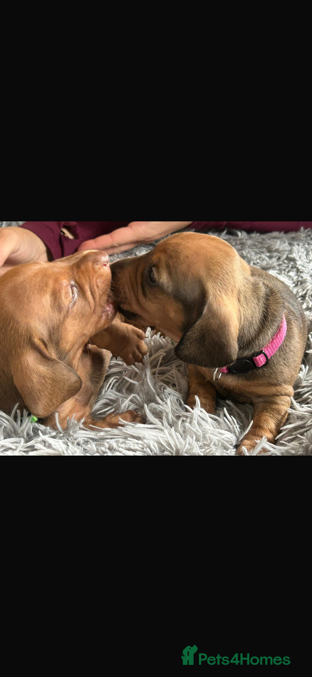 Miniature Dachshund dogs for sale: Beautiful dachshund puppy’s  - Image 8
