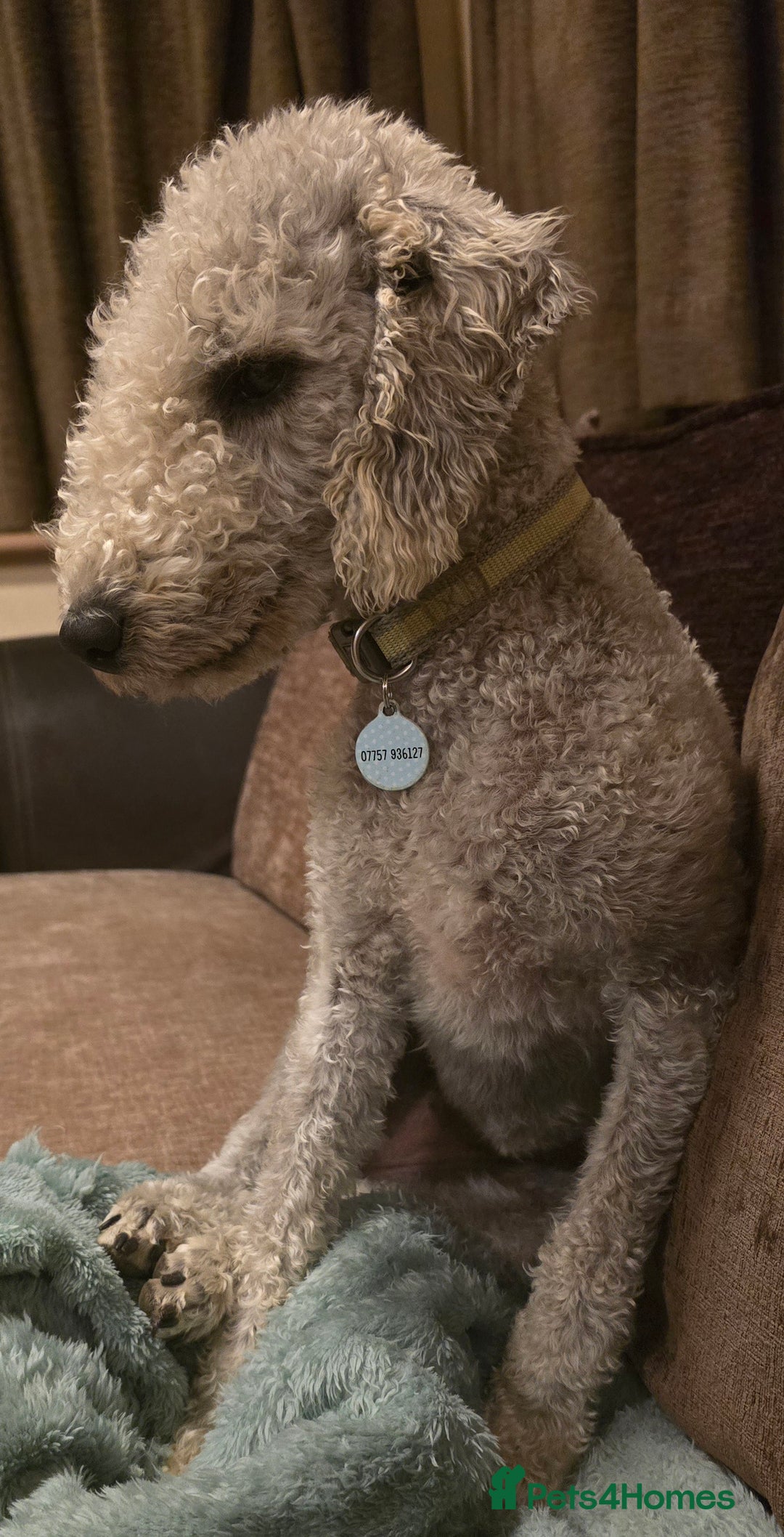 Bedlington Terrier dogs for sale: Champion Sired KC Reg Bedlington Terrier Puppies  - Advert 6