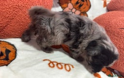 Cavapoo dogs for sale: Beautiful Cavapoo puppies  - Image 6