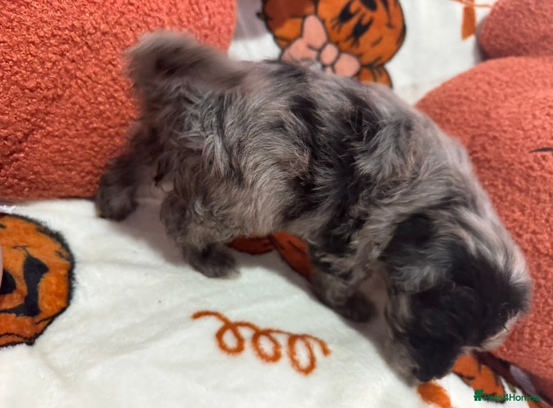 Cavapoo dogs for sale: Beautiful Cavapoo puppies  - Image 6