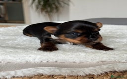 Yorkshire Terrier dogs for sale: ❤️Miniature yorkshire terrier puppies ☘️ - Image 10