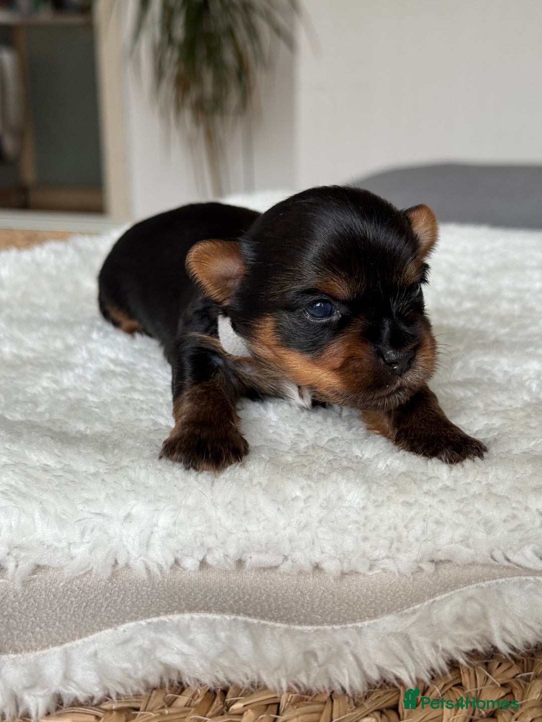 Yorkshire Terrier dogs for sale: ❤️Miniature yorkshire terrier puppies ☘️ - Image 10
