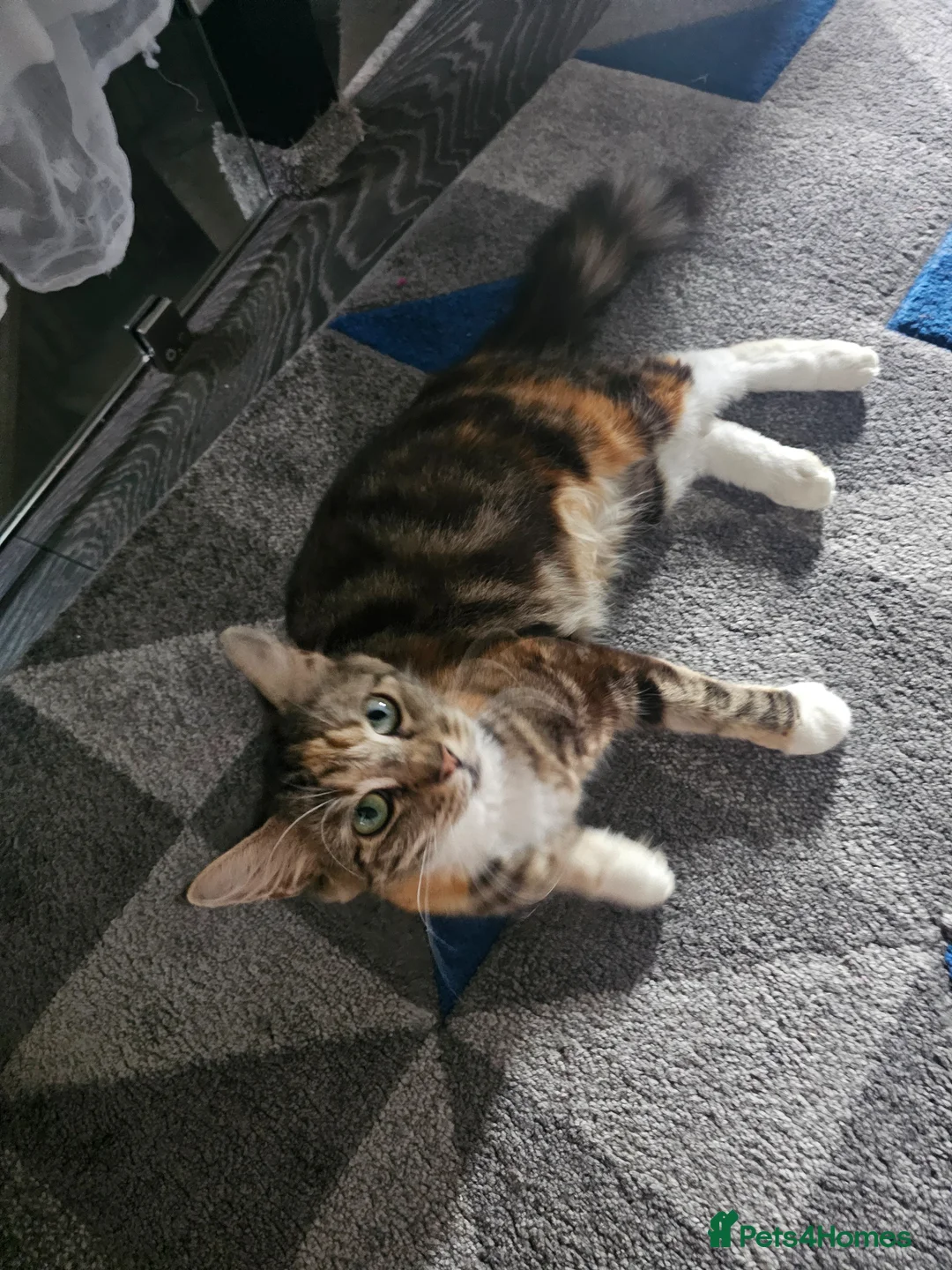 Mixed Breed cats for sale: Maine Mixed kittens  - Advert 3