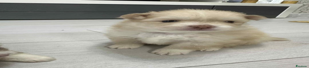 Pomeranian Puppy 2