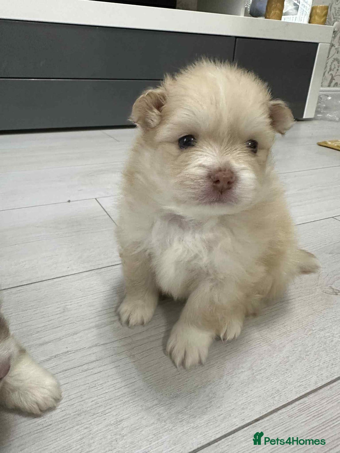 Pomeranian dogs for sale: Beautiful Pomeranian puppies amazing rare colours - Image 7