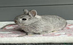 Netherland Dwarf rabbits for sale: Outstanding Pure Bred Netherland Dwarf Male  - Image 5