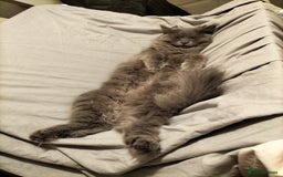 British Longhair cats for sale: Female  - Image 3