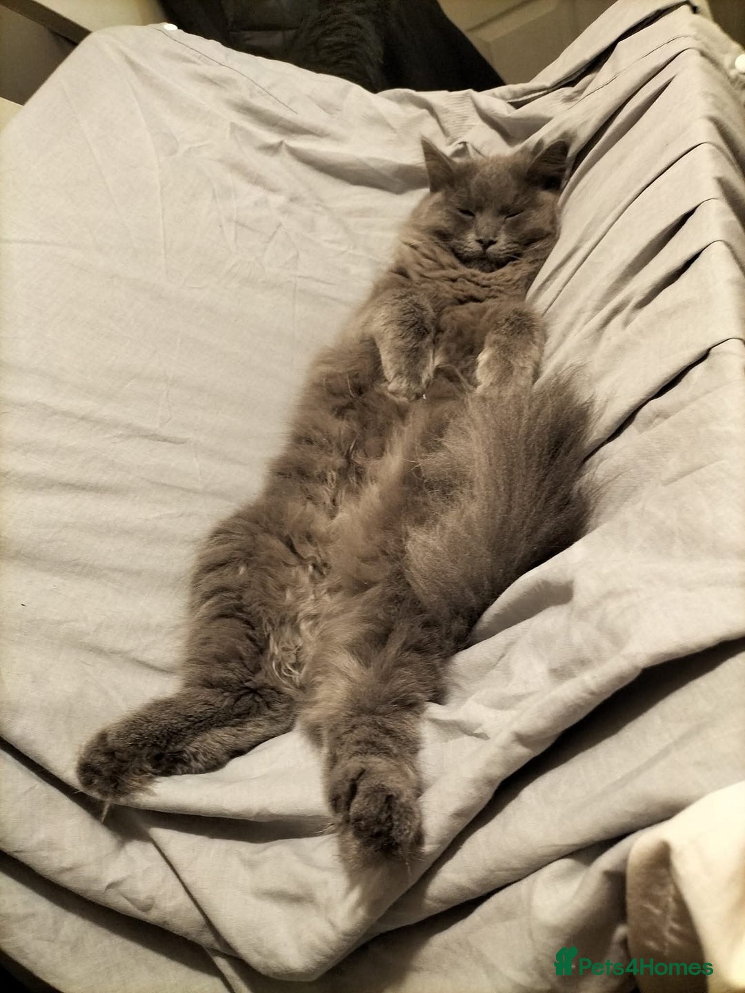 British Longhair cats for sale: Female  - Image 3