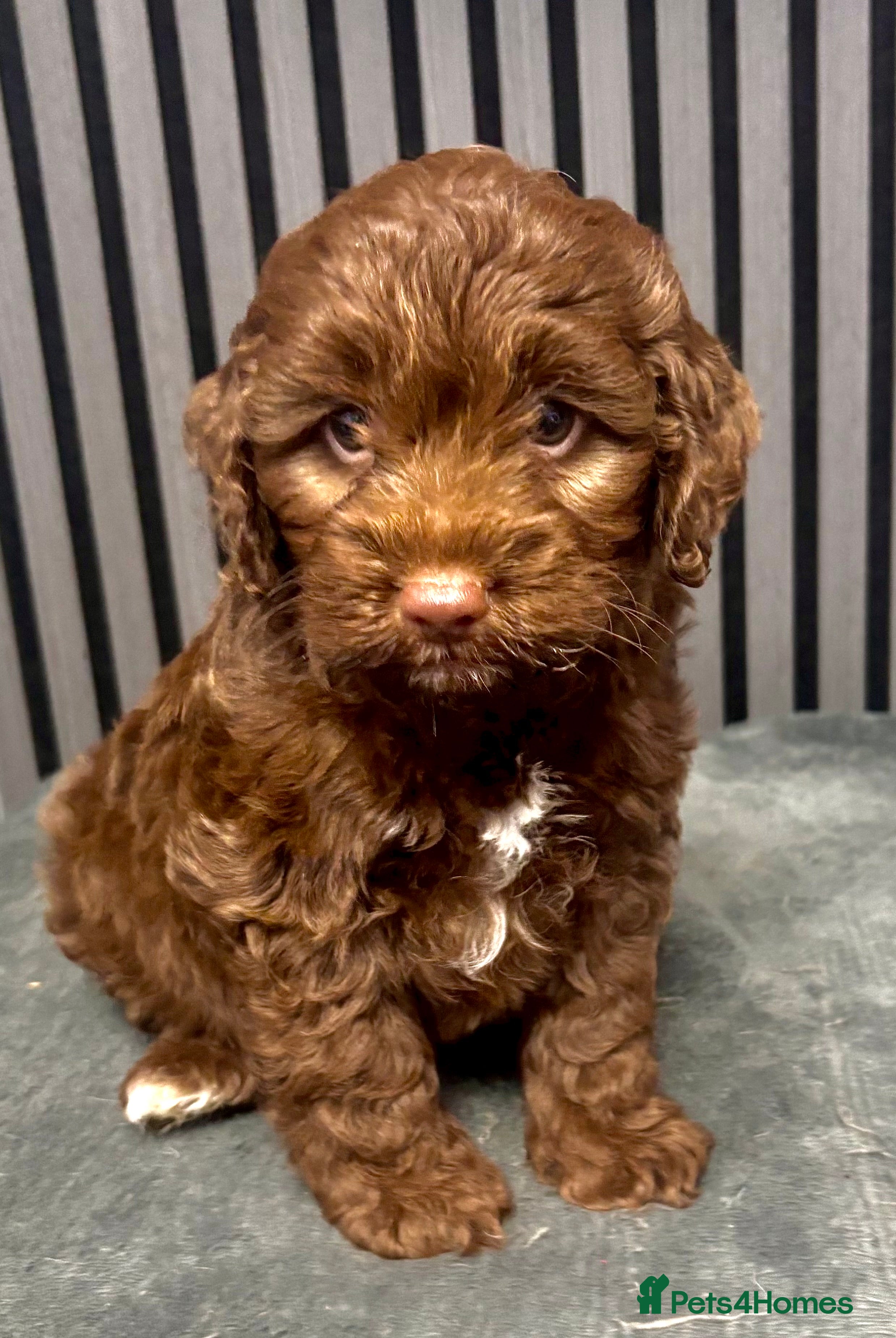Cockapoo dogs Tanners gorgeous last puppy available  - Advert 1