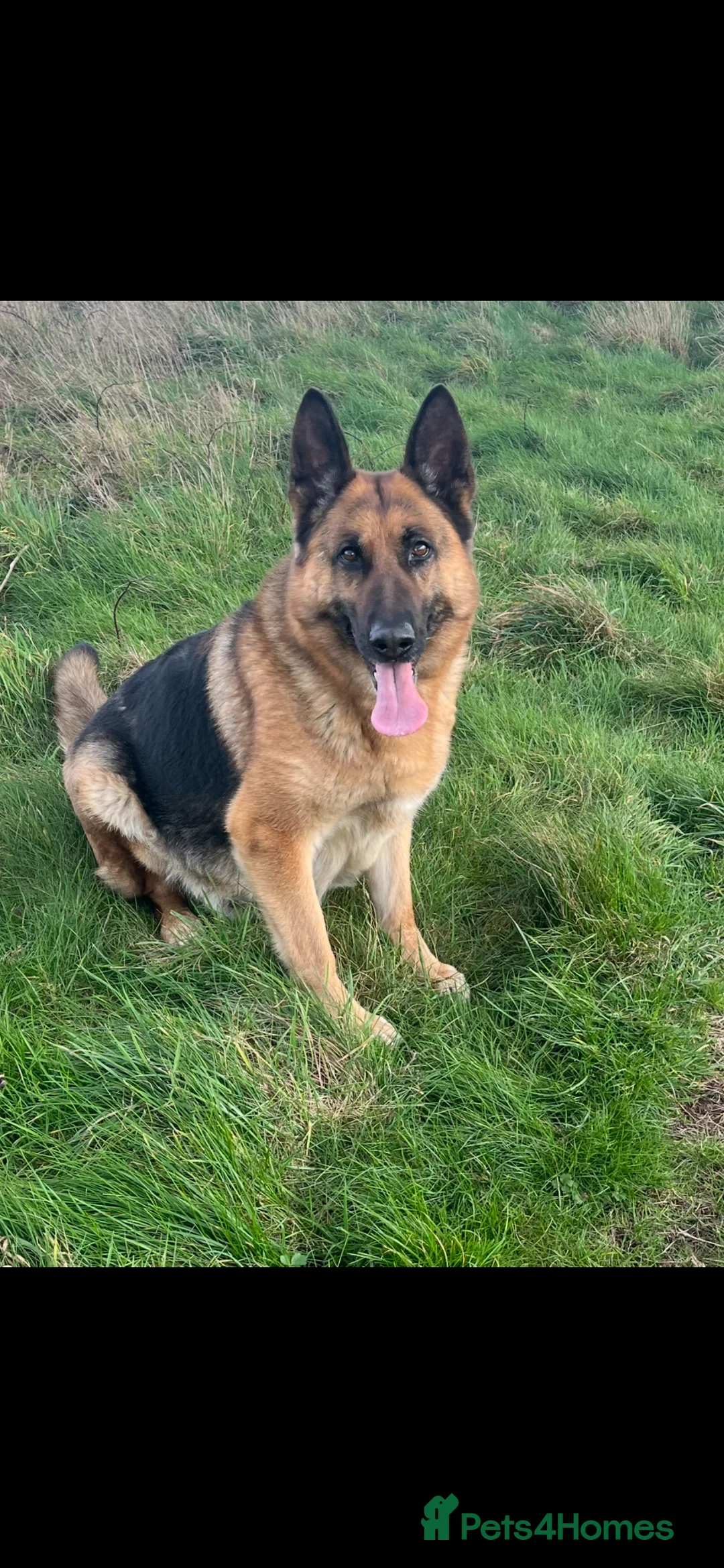 German Shepherd dogs for sale: Kc registered German shepherd puppies  - Advert 1