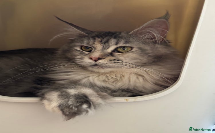 Maine Coon cats Maine Coon kittens - Advert 5