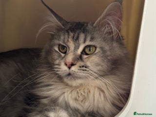 Maine Coon cats Maine Coon kittens - Advert 3