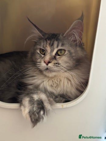 Maine Coon cats Maine Coon kittens - Advert 1