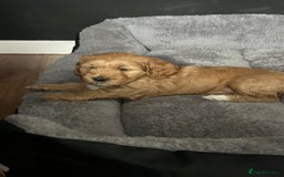 Cockapoo dogs for sale: Cockapoo in Chesterfield - Image 18