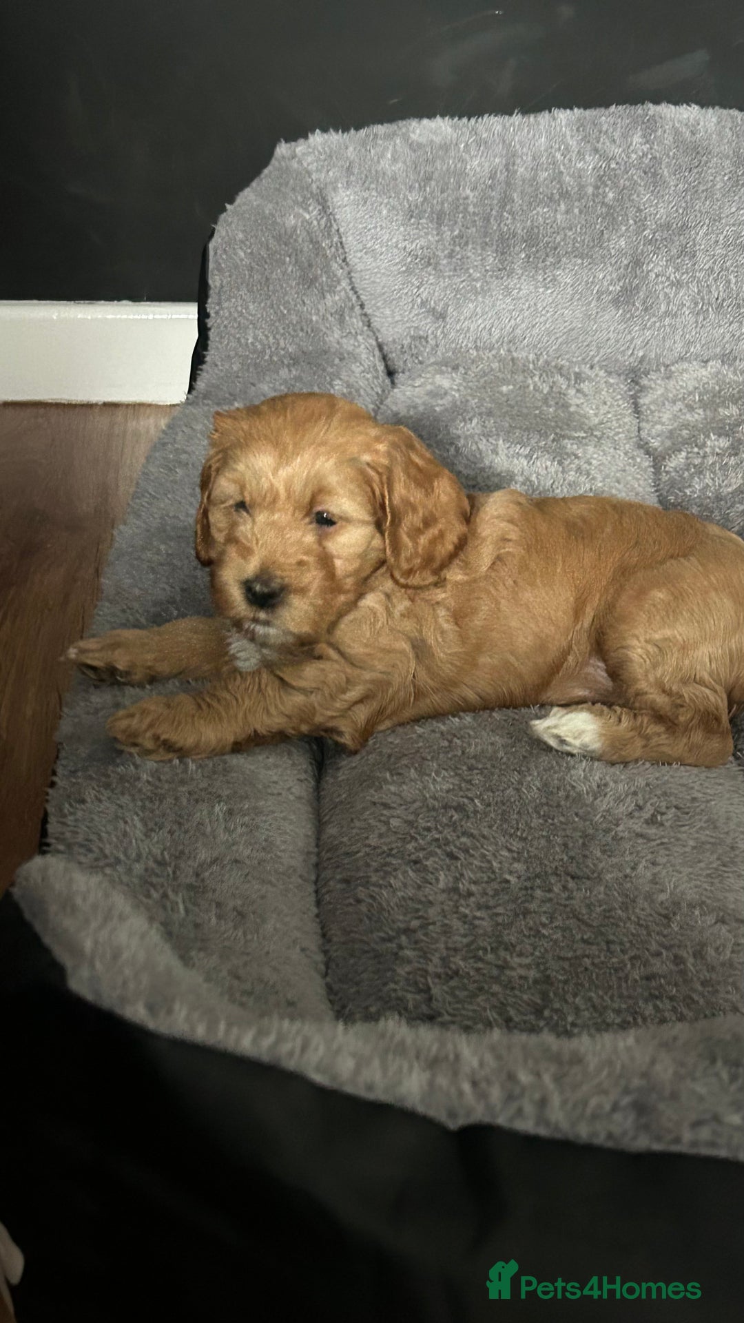 Cockapoo dogs for sale: Cockapoo in Chesterfield - Image 18