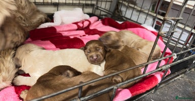 Goldendoodle dogs Golden doodle puppy’s for sale  - Advert 14