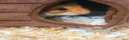 Hamster rodents for sale: Hamster, cage and extras  in Tamworth - Advert 5