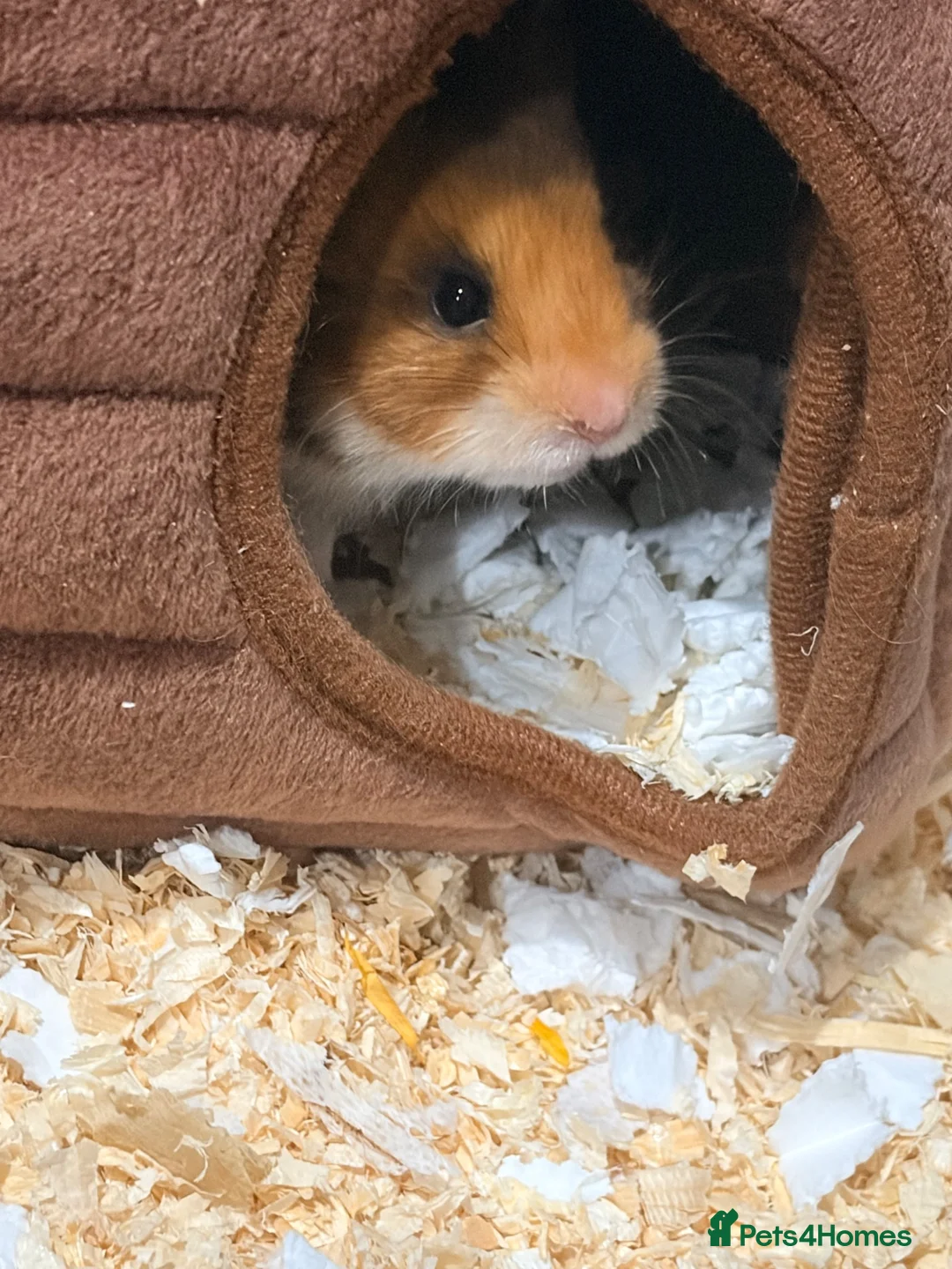 Hamster rodents for sale: Hamster, cage and extras  in Tamworth - Advert 5