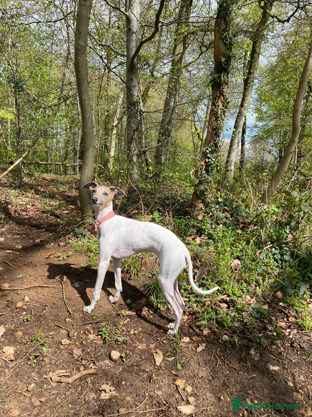 Italian Greyhound dogs for sale: A truly lovely little lady  - Advert 1