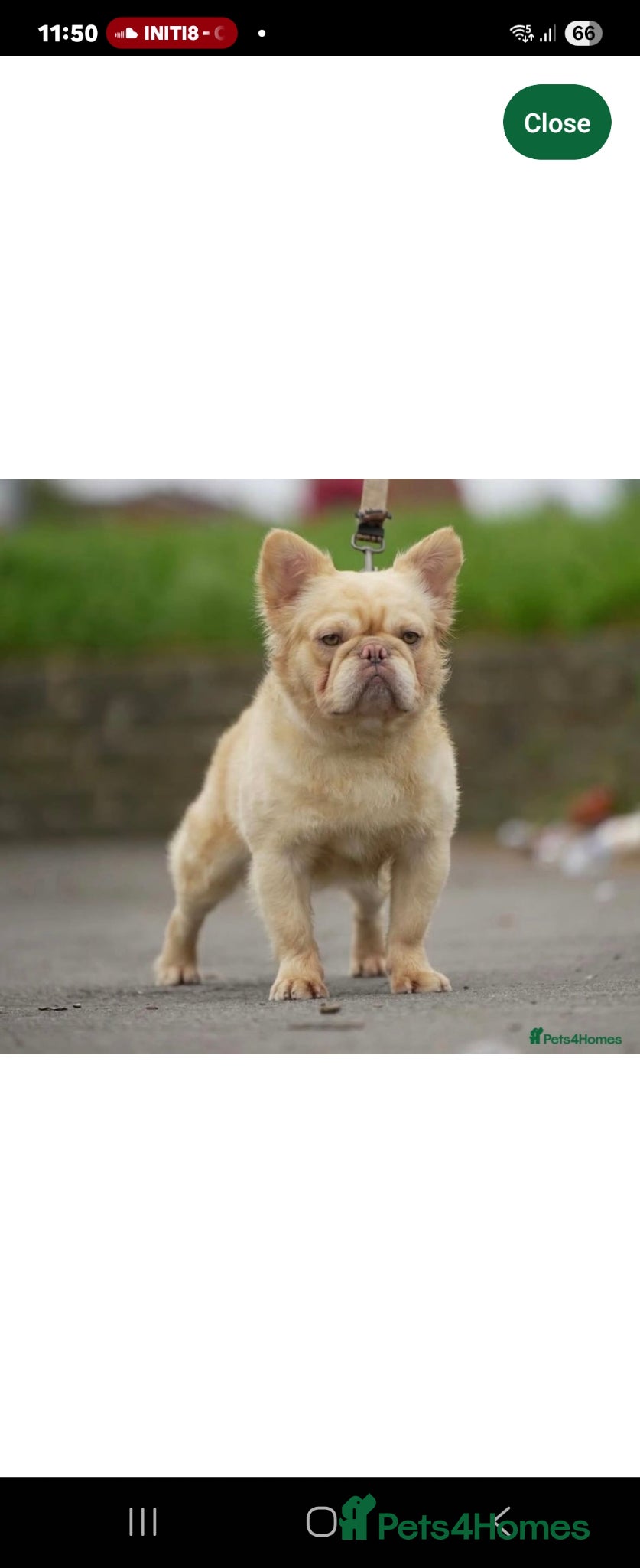 French Bulldog dogs for sale: PINK MAGIC FLUFFY - Advert 1