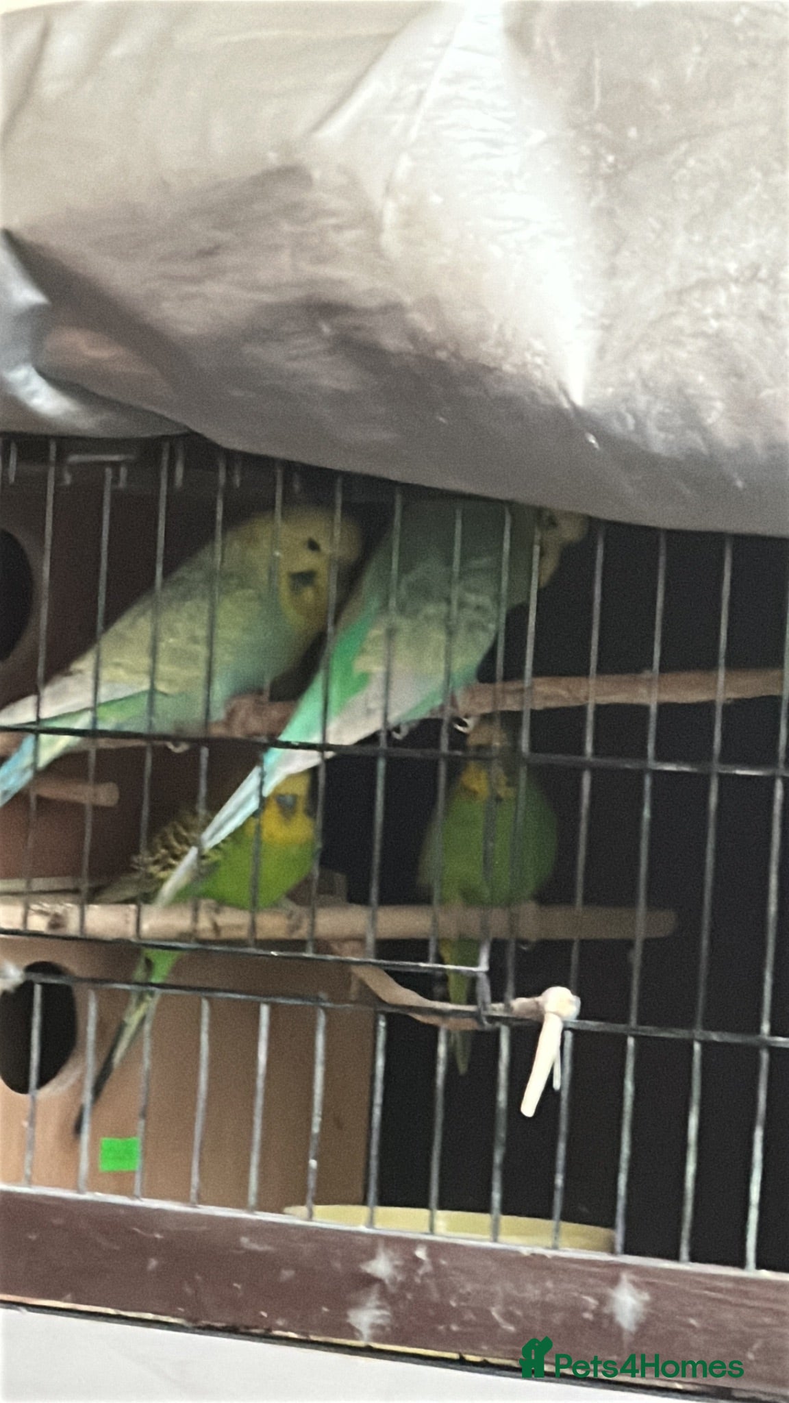 Budgerigars birds Budgies - Advert 6