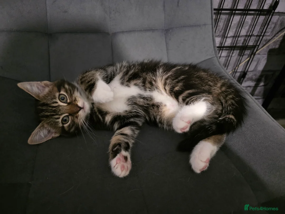 Mixed Breed cats for sale: Loveley Kittens looking for home - Advert 16