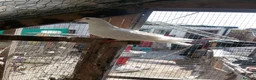 Pigeons birds for sale: Pigeon for sale - Advert 21