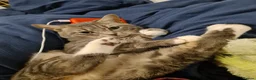 British Shorthair cats for sale: STUNNING RARE DILUTE CALICO KITTENS   - Advert 16