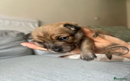 Chihuahua dogs for sale: Chihuahua pups  - Image 7