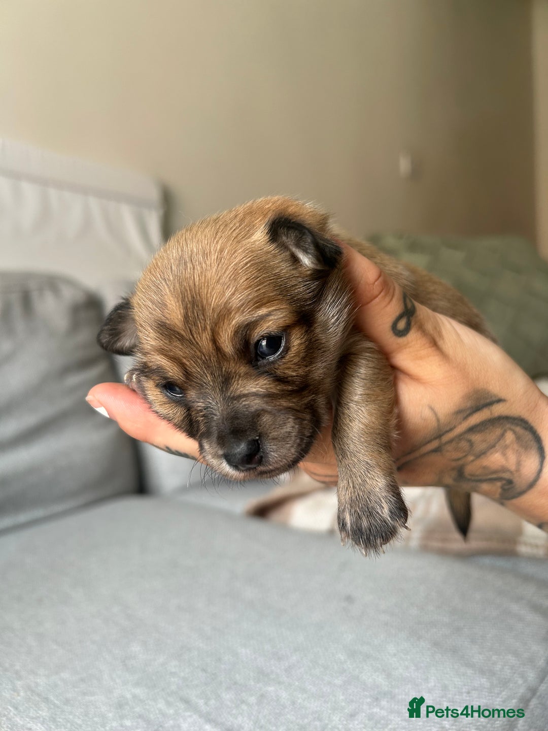 Chihuahua dogs for sale: Chihuahua pups  - Image 7