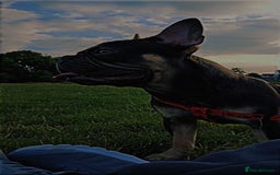 French Bulldog dogs for sale: Rolo  - Image 6