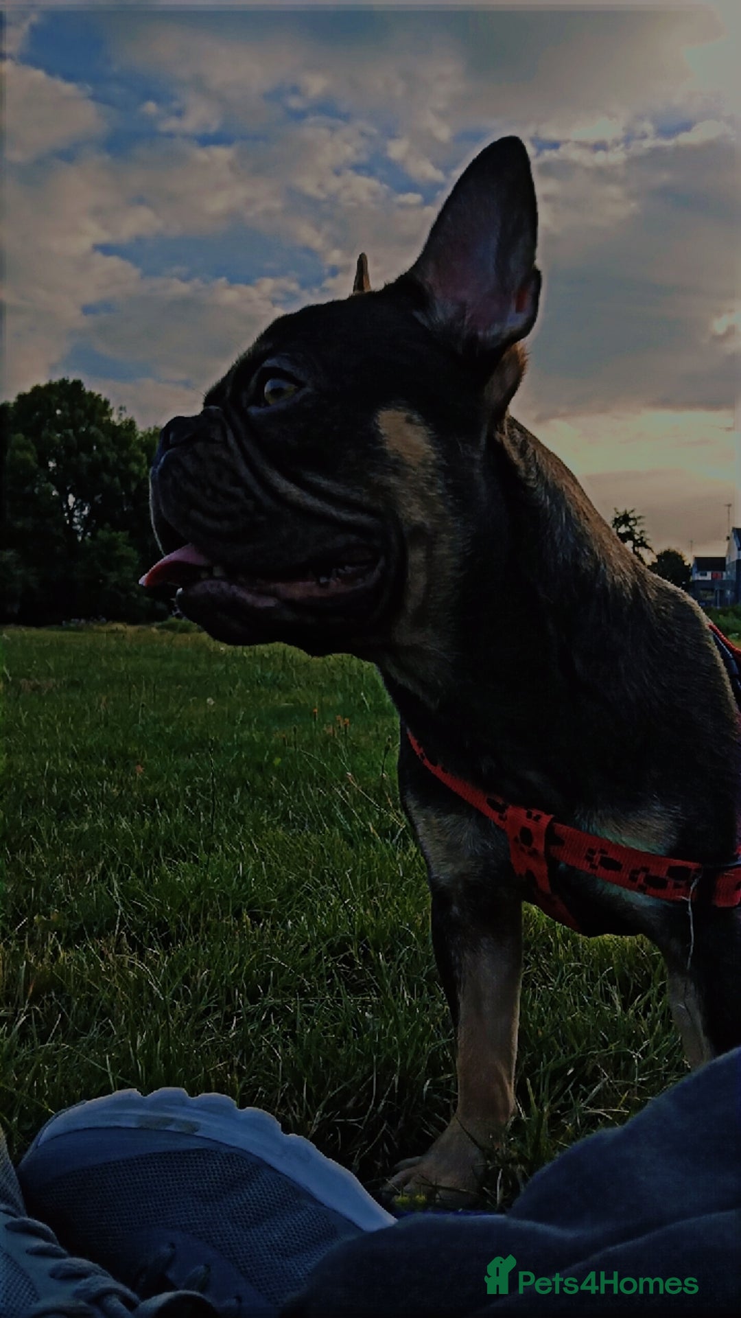 French Bulldog dogs for sale: Rolo  - Image 6