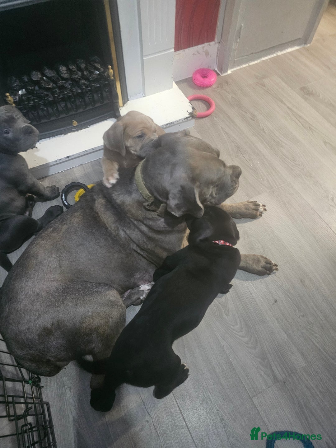 Cane Corso dogs for sale: Cane corso pups  - Image 9