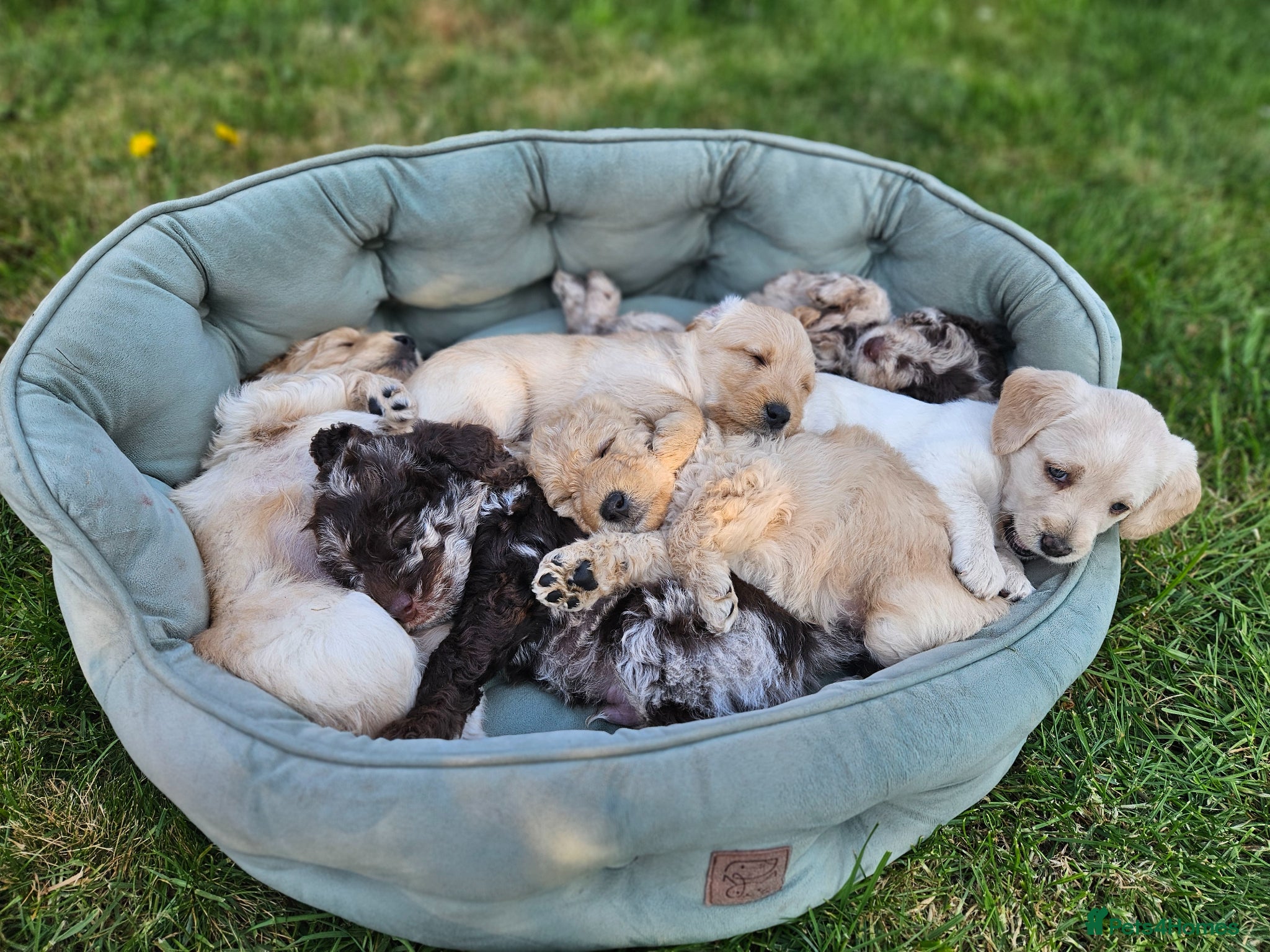 Labradoodle dogs 🌟🐶 Gorgeous miniature labradoodles F2 🐶🌟 - Advert 1