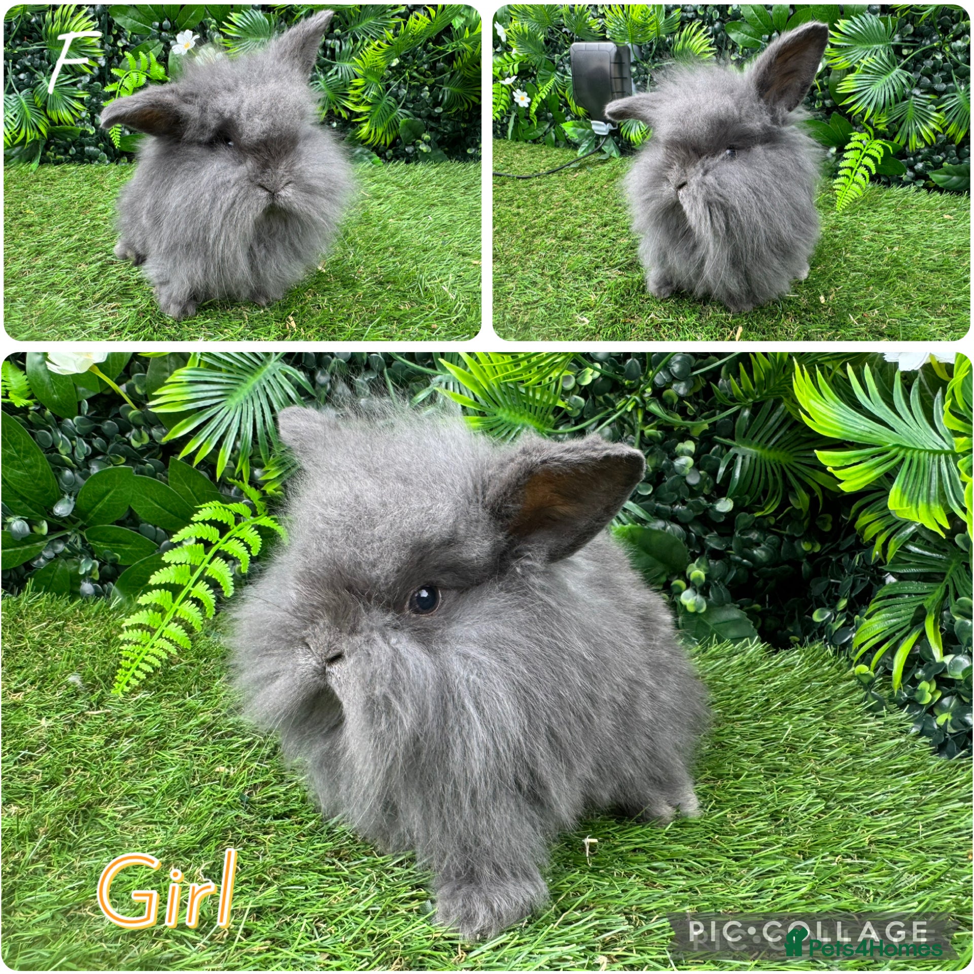 Mini Lop rabbits Mini lop rabbits 8 weeks old  - Advert 9