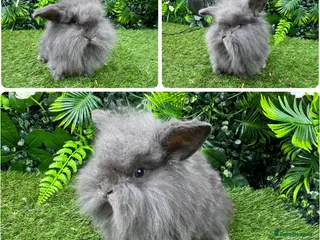 Mini Lop rabbits Mini lop rabbits 8 weeks old - Advert 9