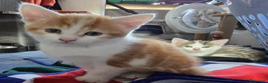 Mixed Breed Kitten 2