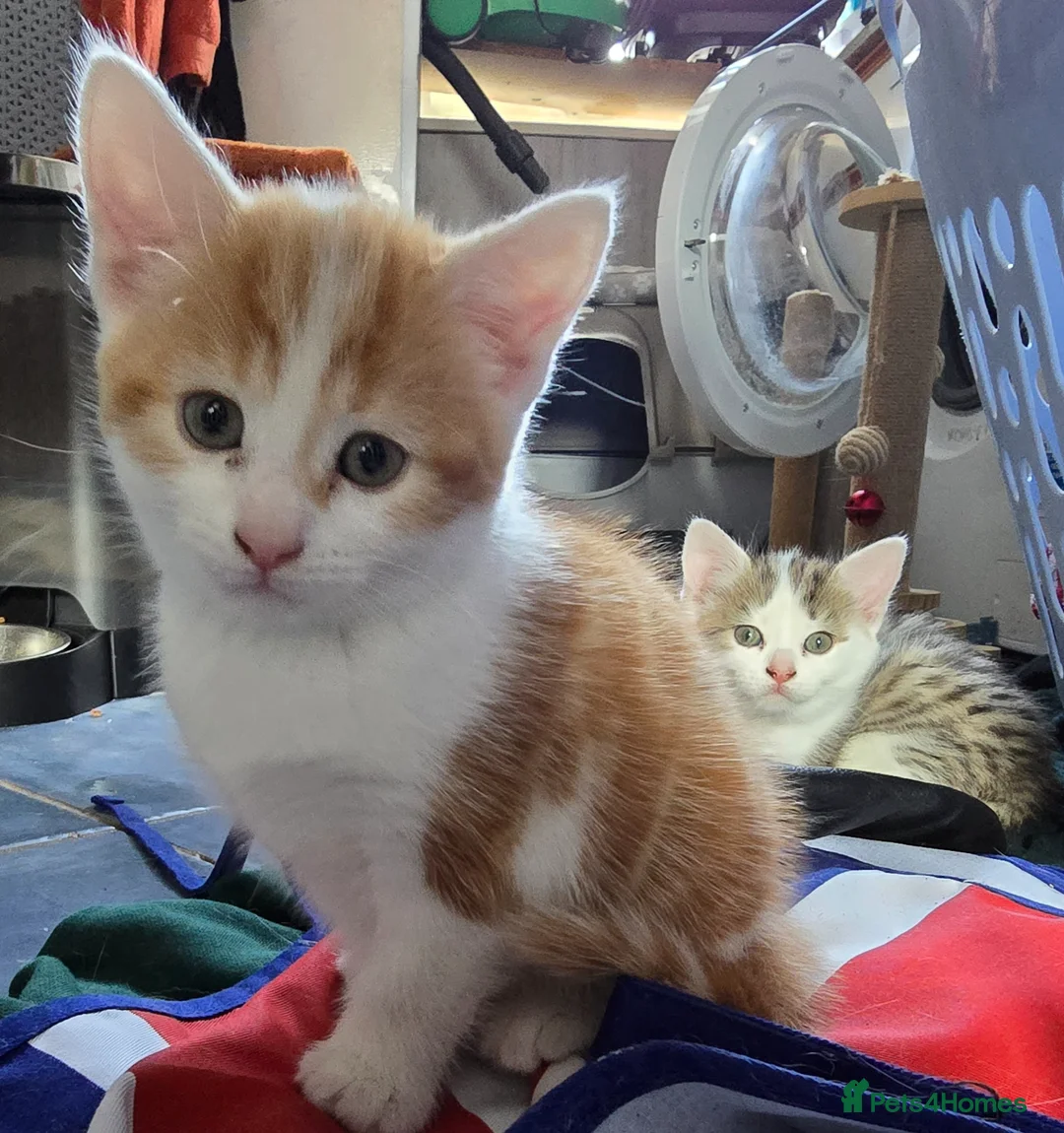Mixed Breed cats for sale: Beautiful playful kittens for sale - Advert 6