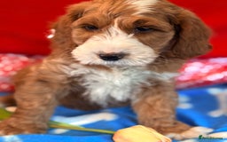 Labradoodle dogs for sale: Labradoodles  - Image 3