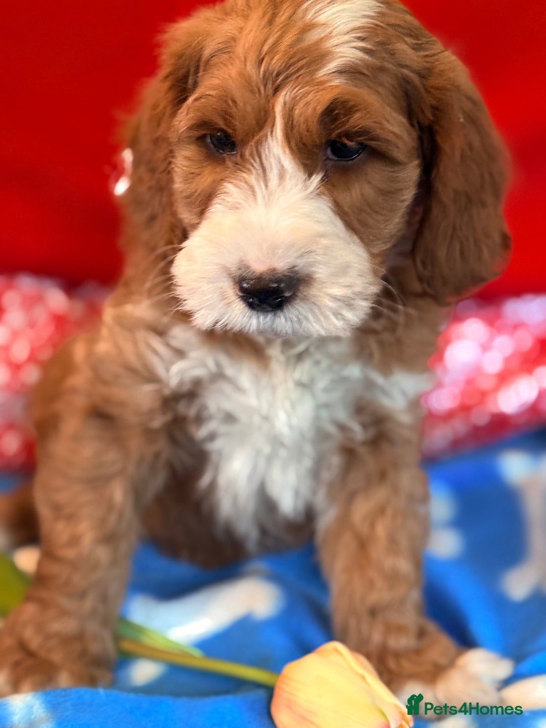 Labradoodle dogs for sale: Labradoodles  - Image 3