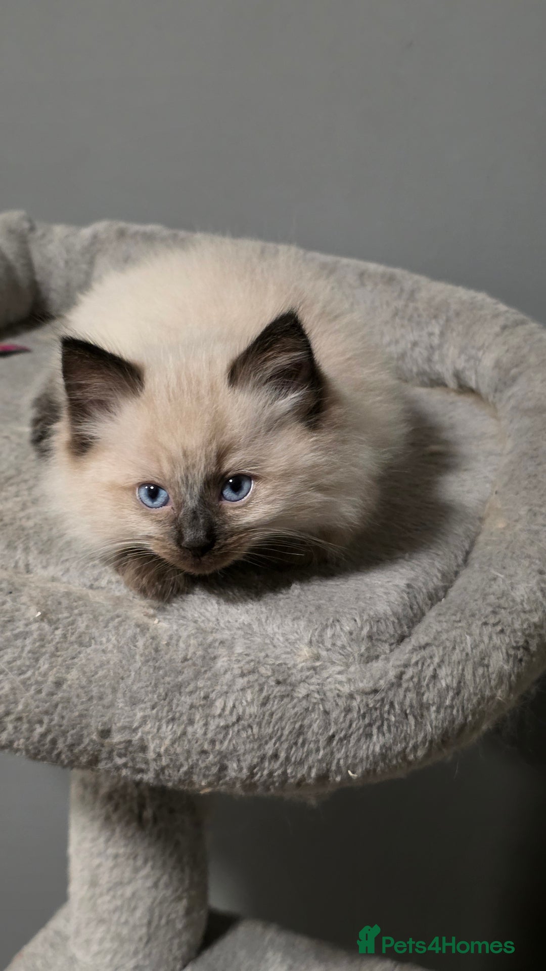 Ragdoll cats for sale: Adorable Ragdoll Kittens  - Advert 10