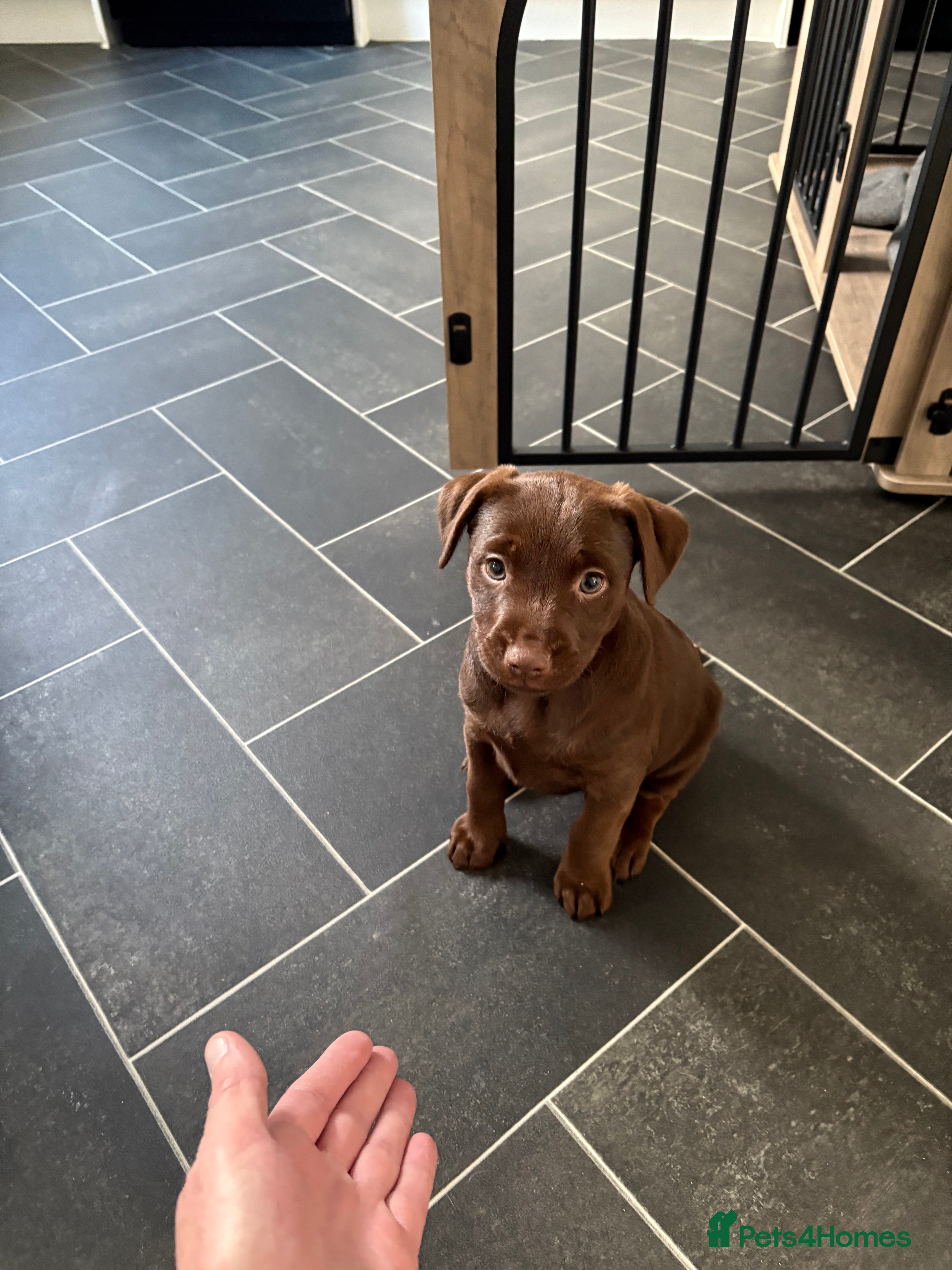 Patterdale Terrier dogs Patterdale pup  - Advert 3