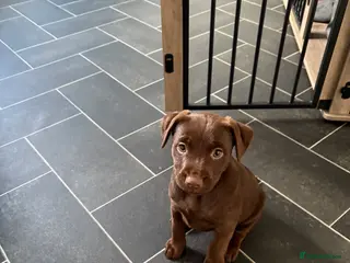 Patterdale Terrier dogs Patterdale pup - Advert 3